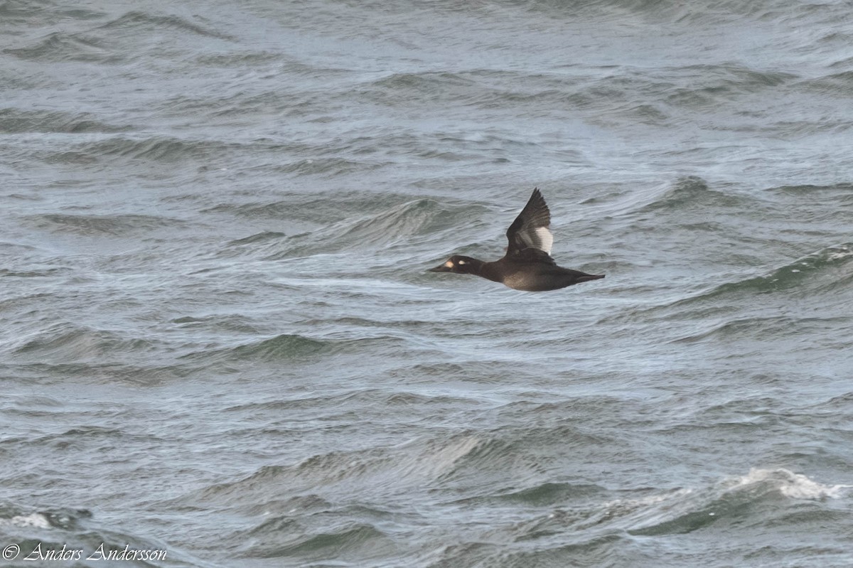 Velvet Scoter - ML646309403