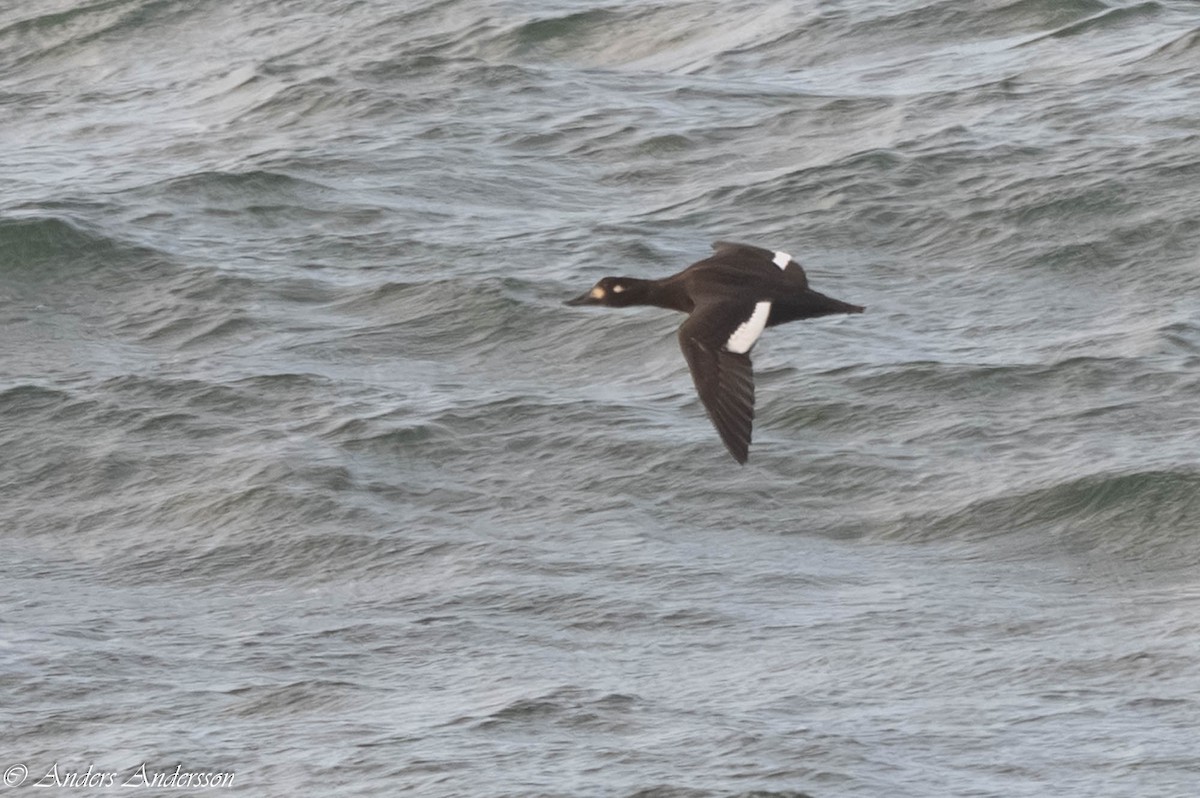 Velvet Scoter - ML646309405