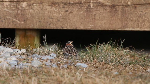 גיבתון לפלנדי - ML646309407