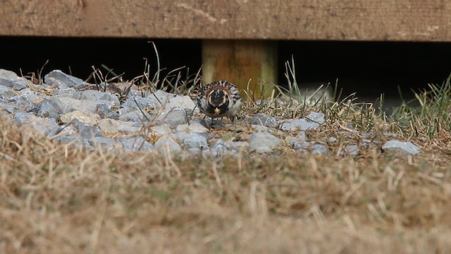 גיבתון לפלנדי - ML646309408