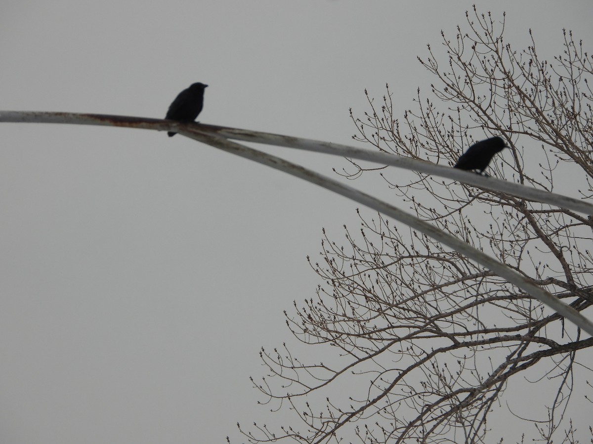 American Crow - ML646309409