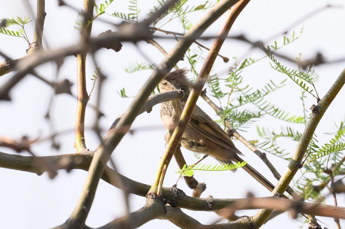 Tufted Tit-Spinetail - ML646309410