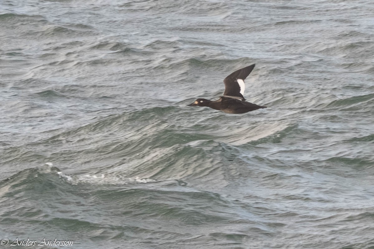Velvet Scoter - ML646309411
