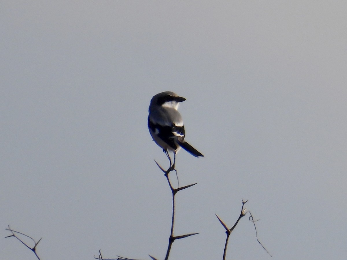 Loggerhead Shrike - ML646309412