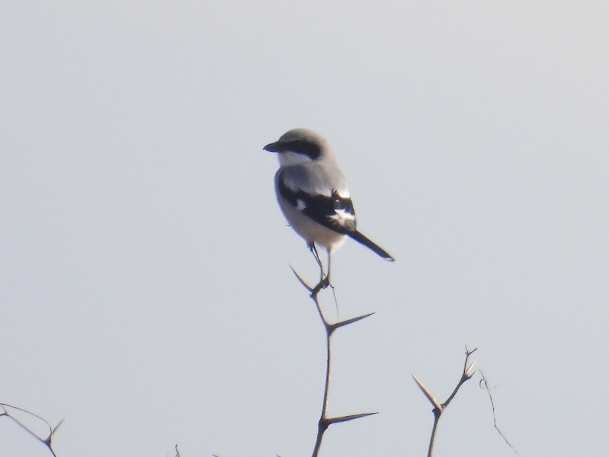Loggerhead Shrike - ML646309413