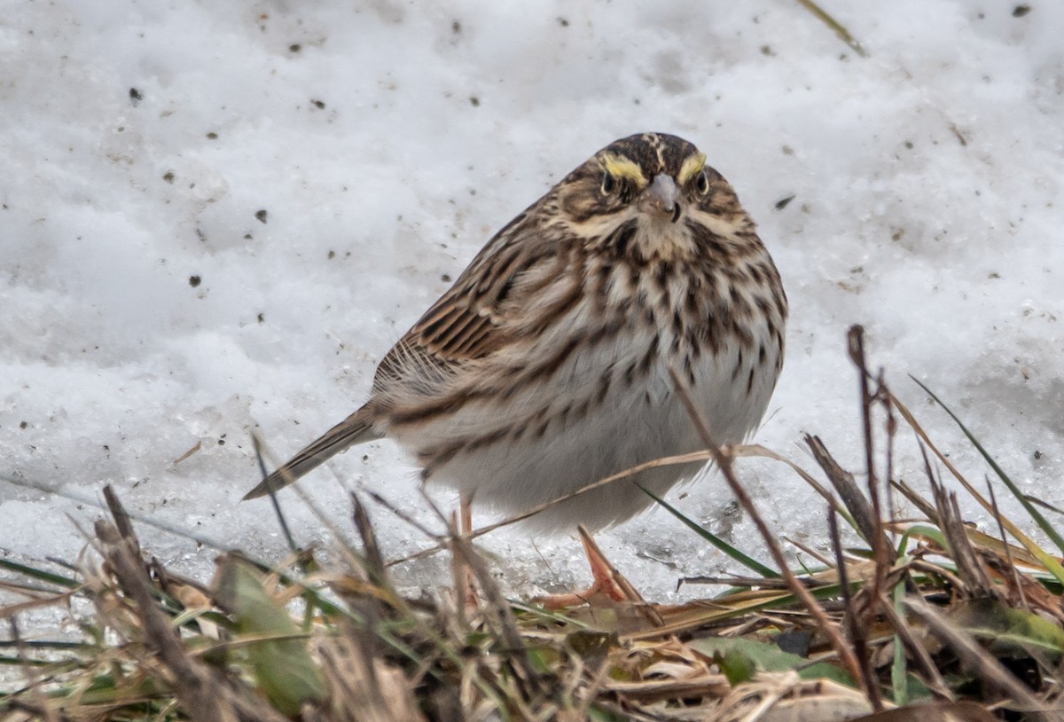 Savannah Sparrow - ML646309415