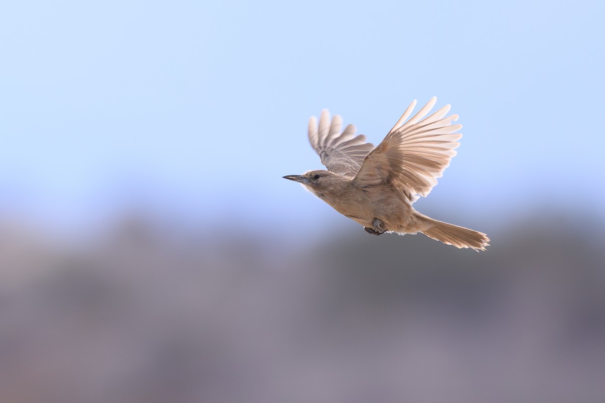 White-throated Cacholote - ML646309417