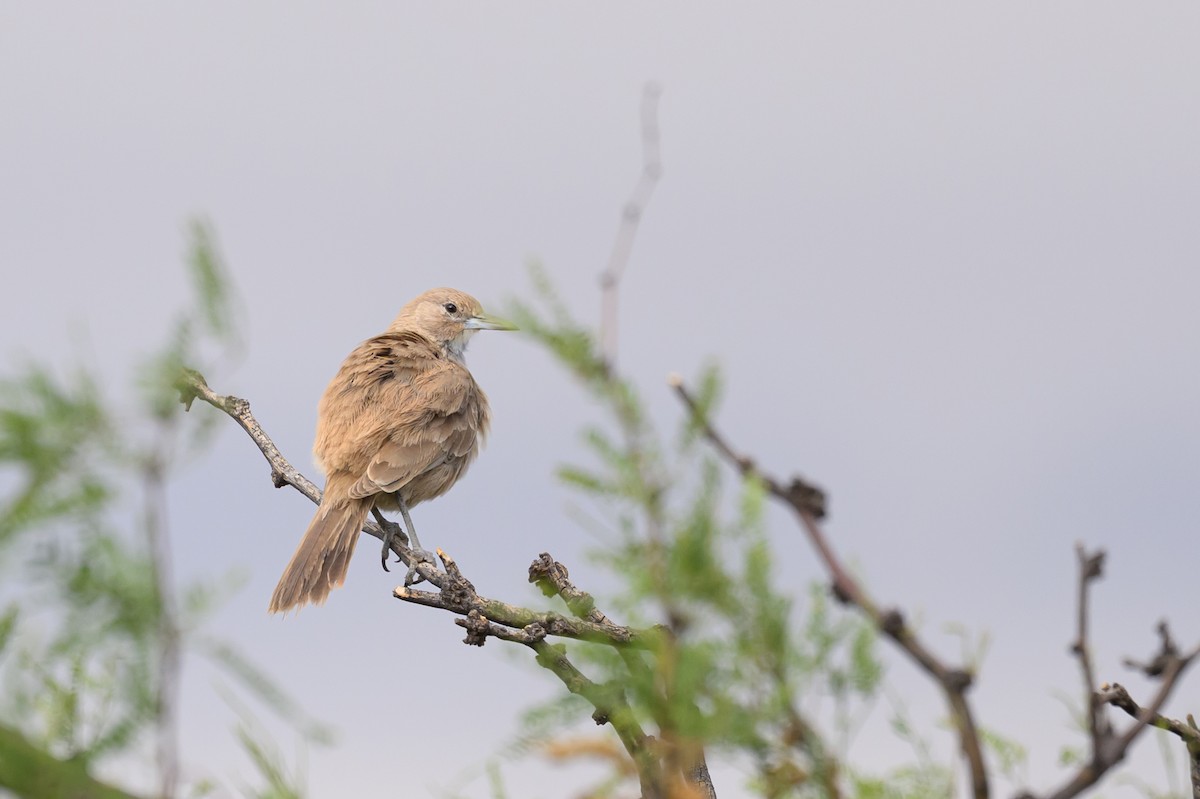 White-throated Cacholote - ML646309418