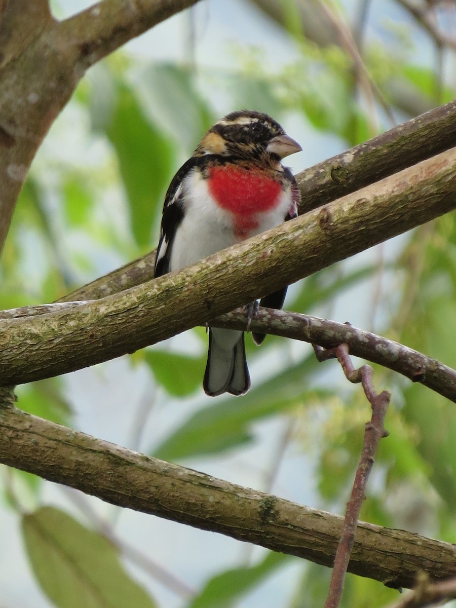 Розовогрудый толстонос - ML646309420