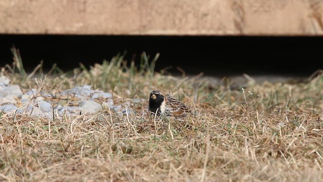 גיבתון לפלנדי - ML646309421