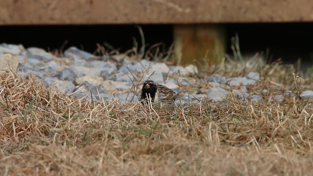 גיבתון לפלנדי - ML646309422
