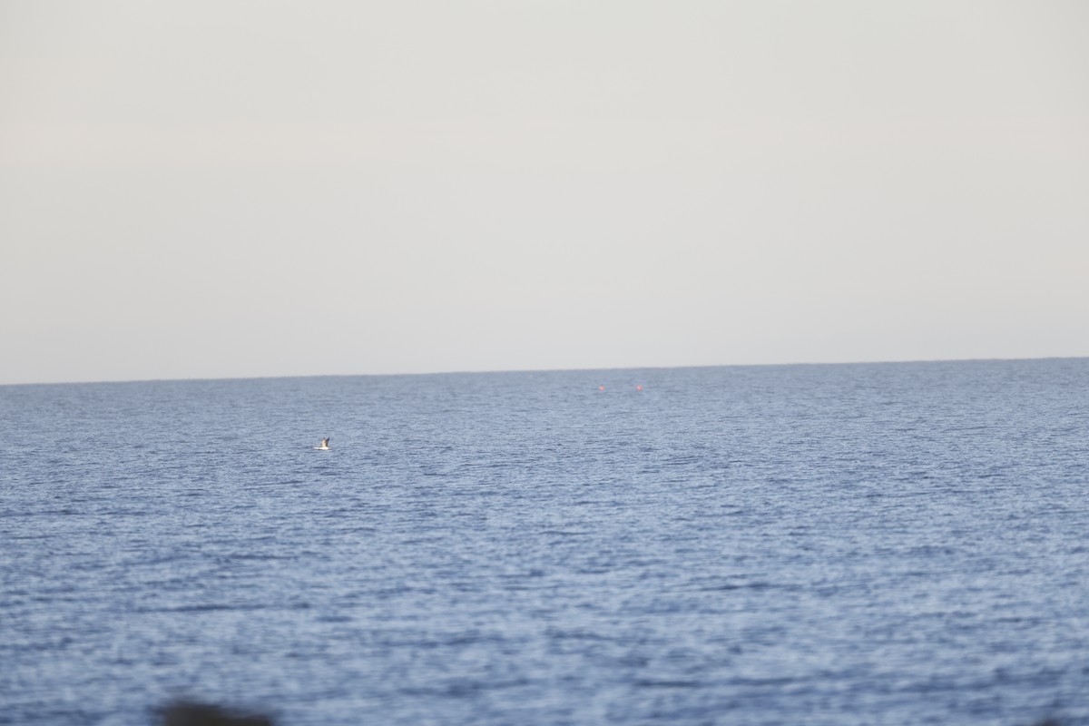 Common Loon - ML646309423