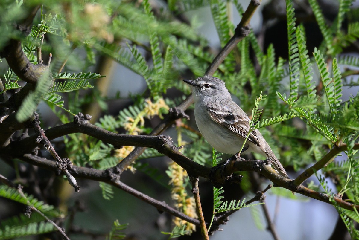 White-crested Tyrannulet - ML646309424