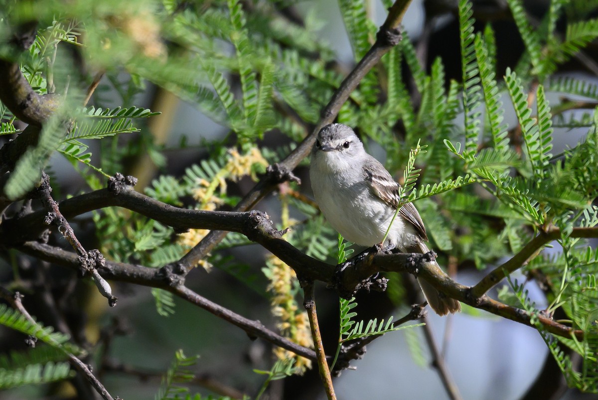 White-crested Tyrannulet - ML646309425