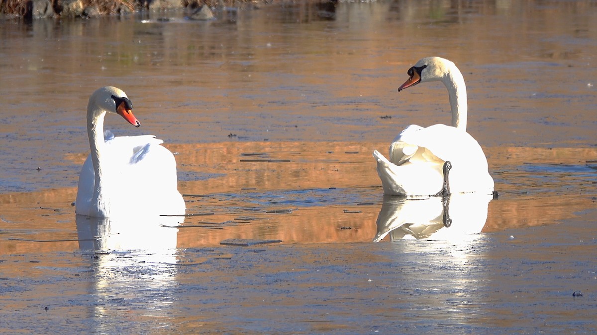 Лебідь-шипун - ML646309426