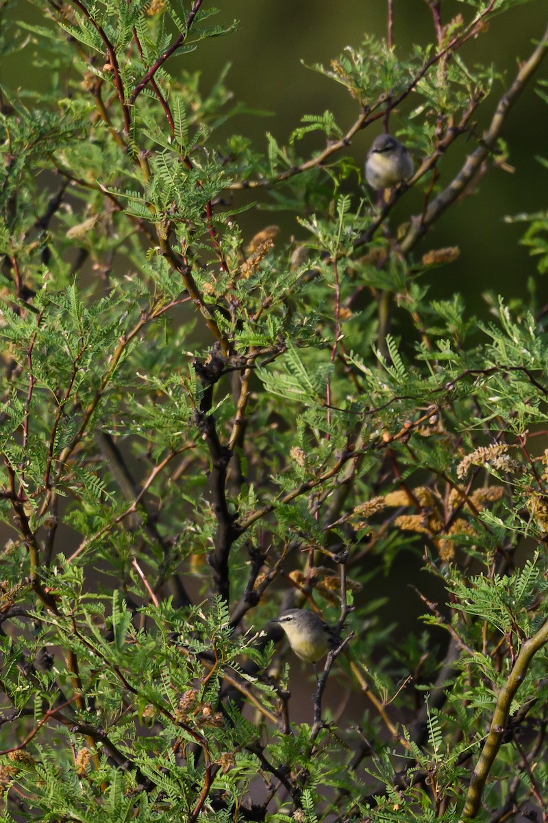 Greater Wagtail-Tyrant - ML646309427