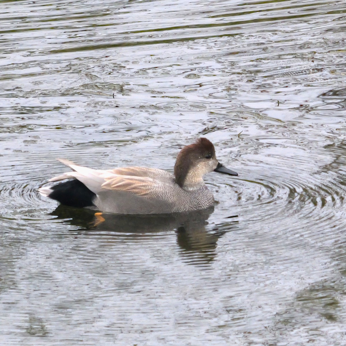 Ipar-ahatea - ML646309428