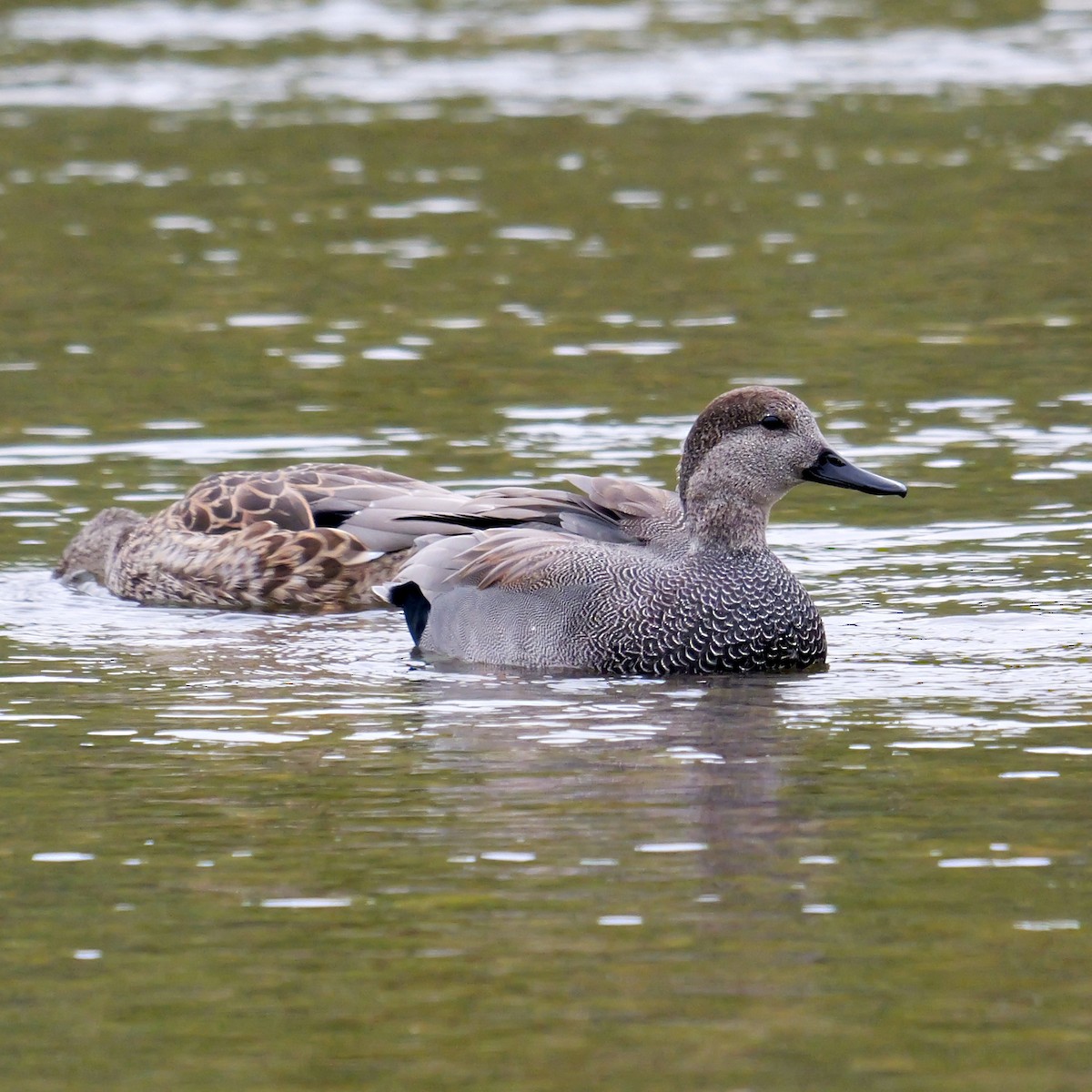 Ipar-ahatea - ML646309429