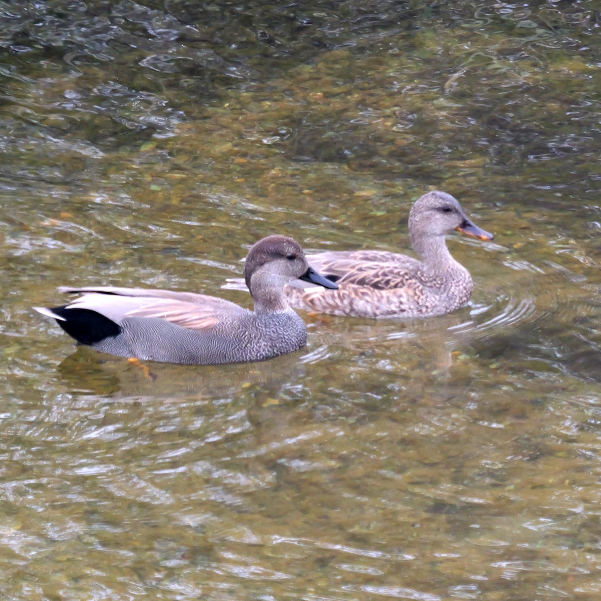 Ipar-ahatea - ML646309430