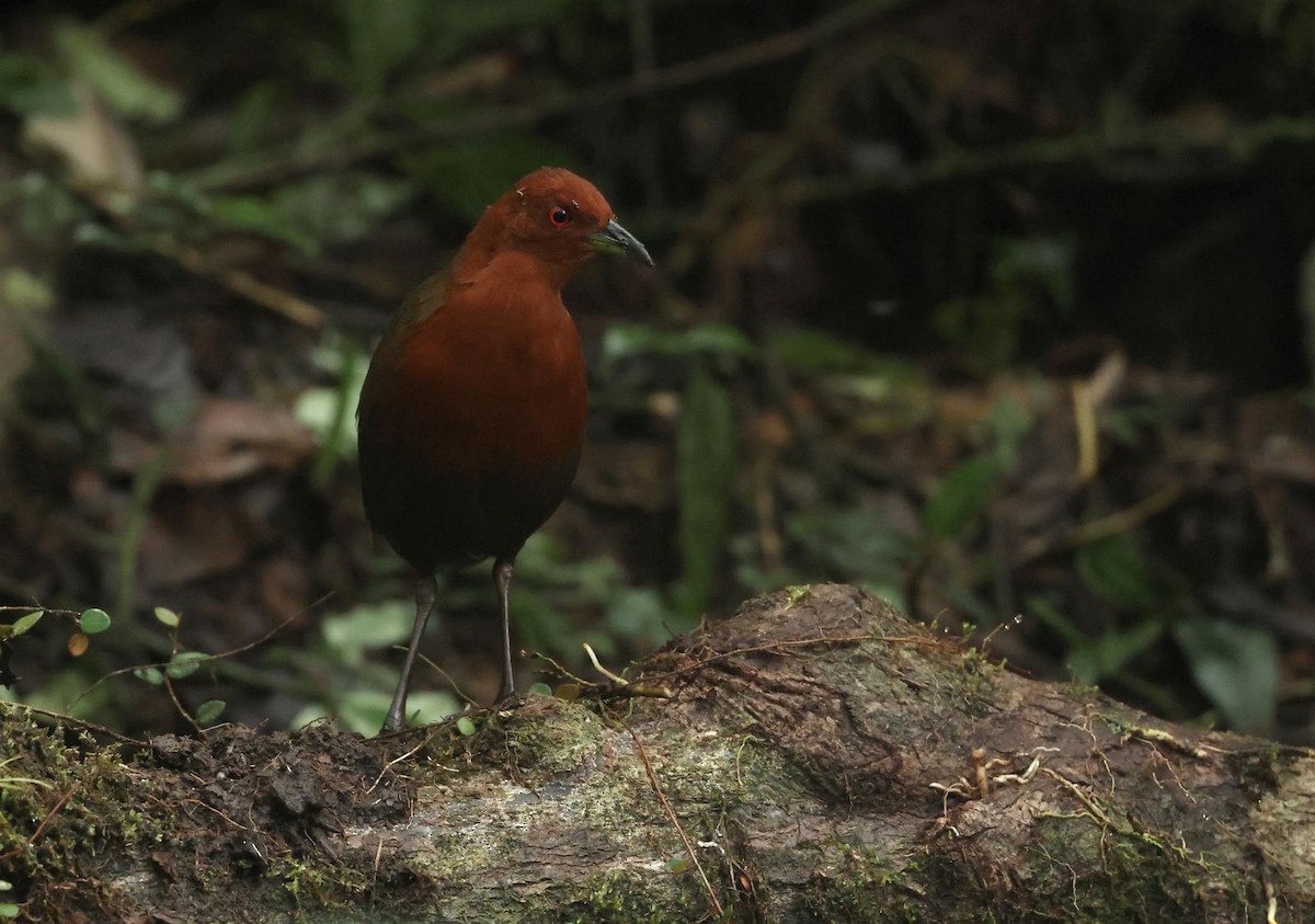 Chestnut-headed Crake - ML646309432
