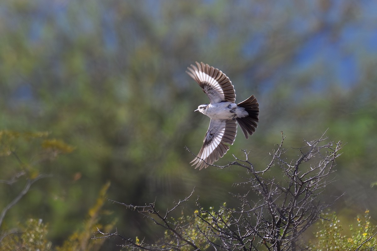 Black-crowned Monjita - ML646309433