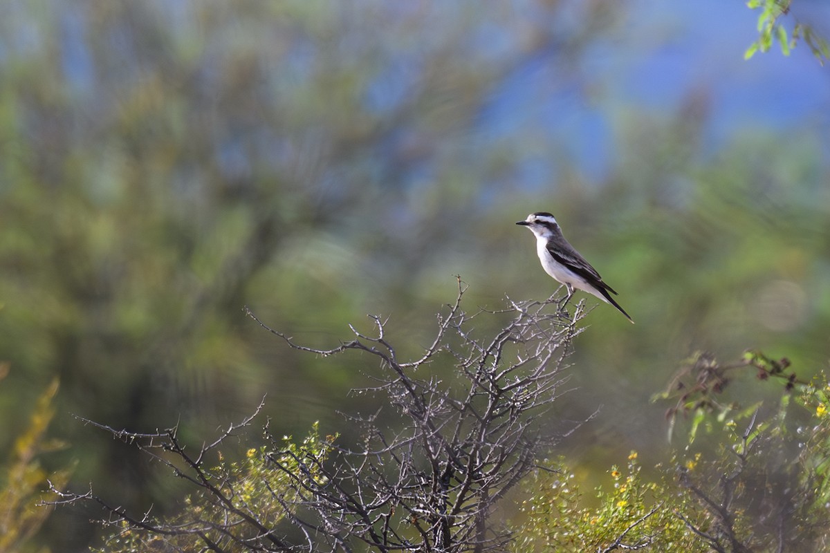 Black-crowned Monjita - ML646309434