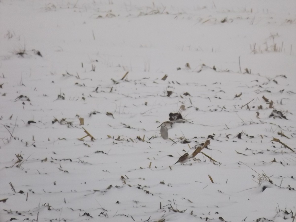 skřivan ouškatý - ML646309439