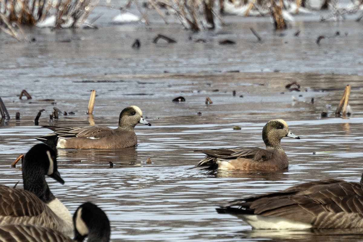 hvízdák americký - ML646309440