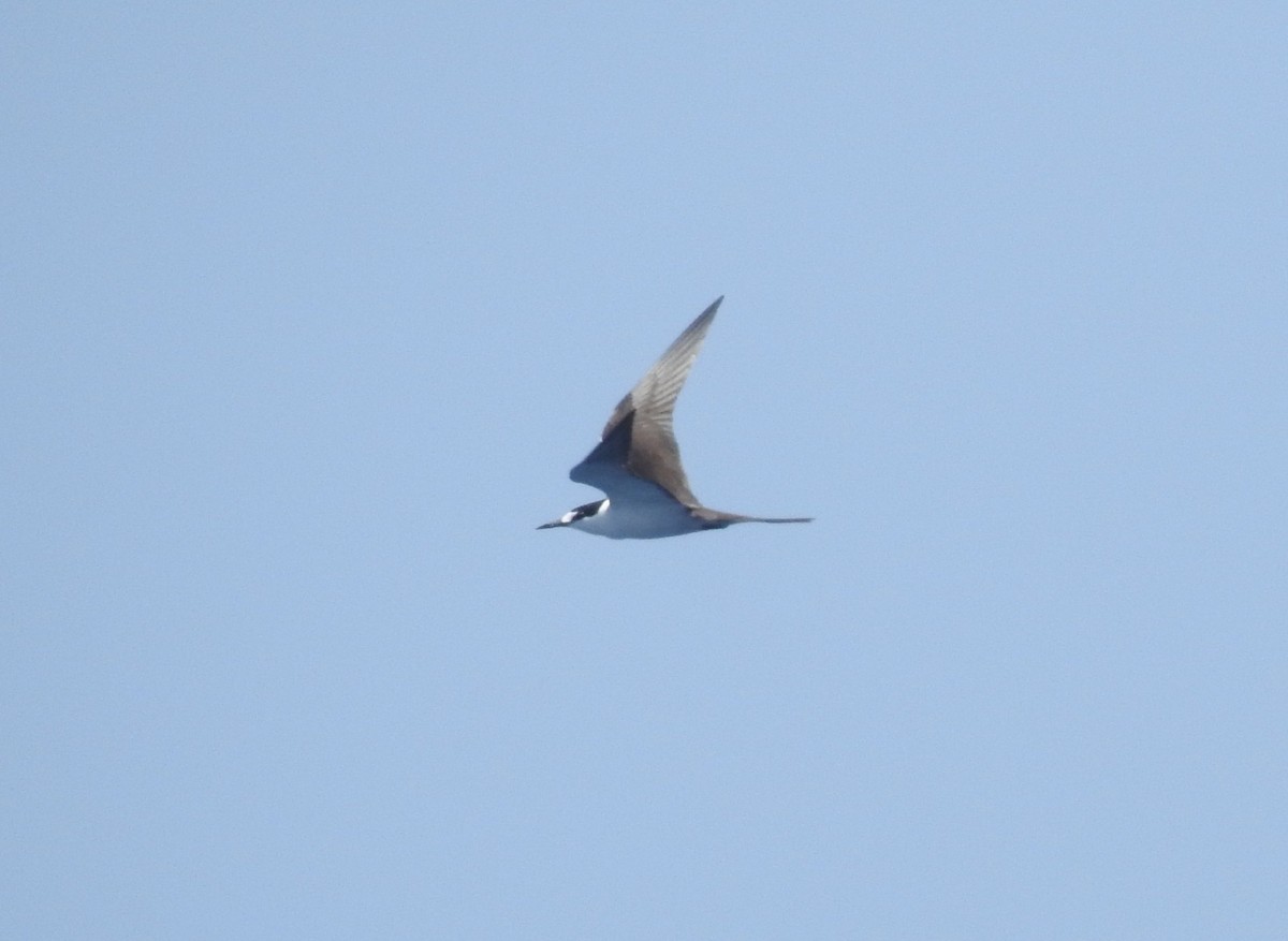 Sooty Tern - ML646309441