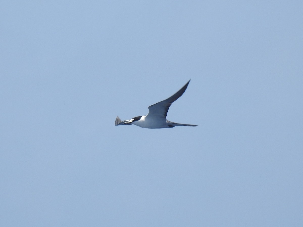 Sooty Tern - ML646309442
