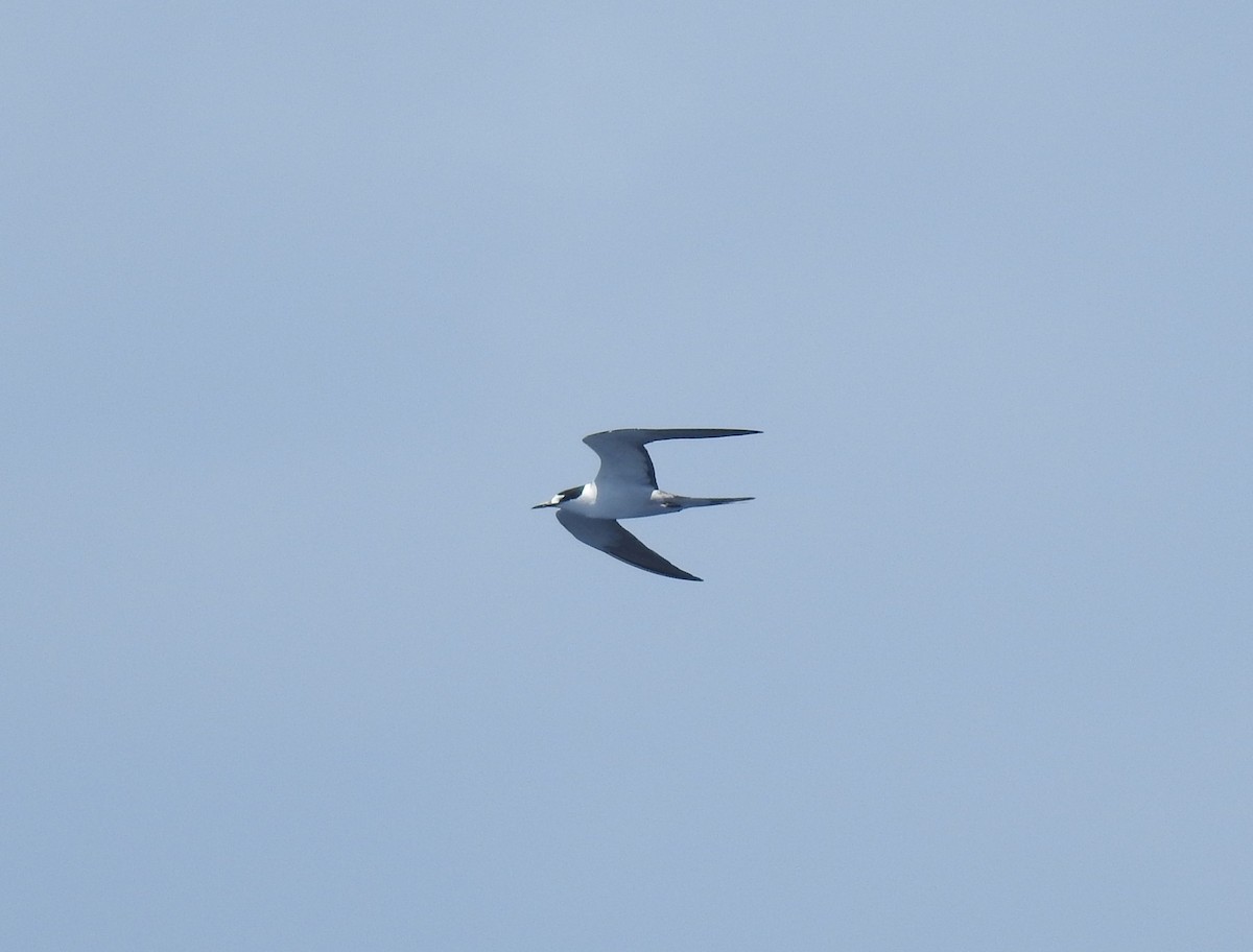 Sooty Tern - ML646309443
