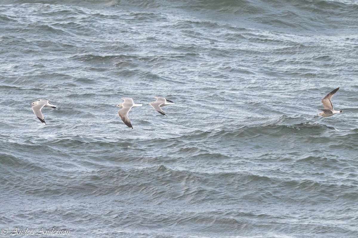 歐亞海鷗 - ML646309444