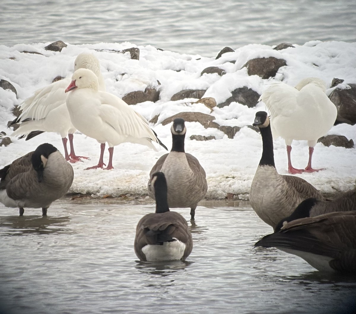Snow Goose - ML646309447