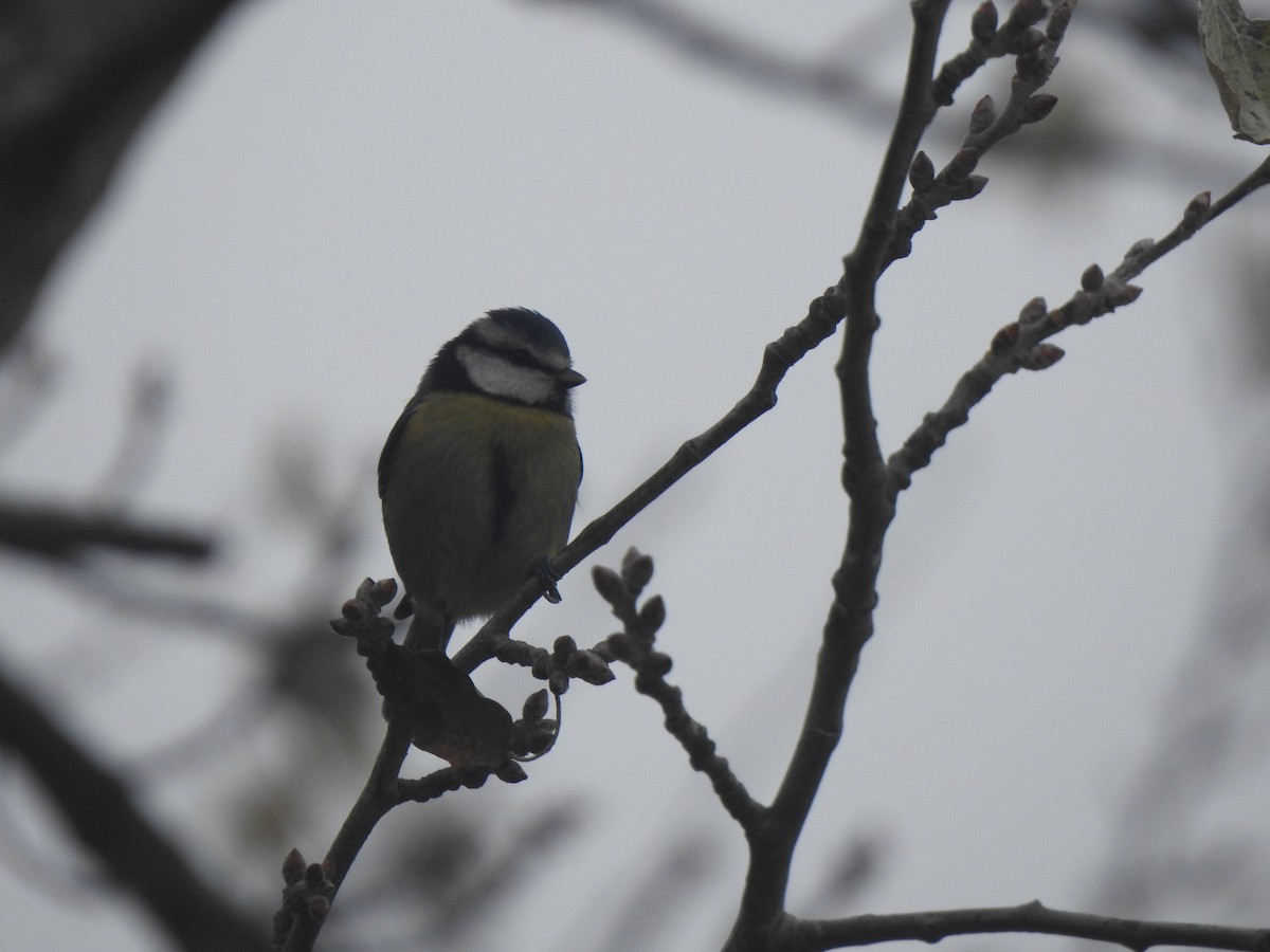 sýkora modřinka - ML646309448