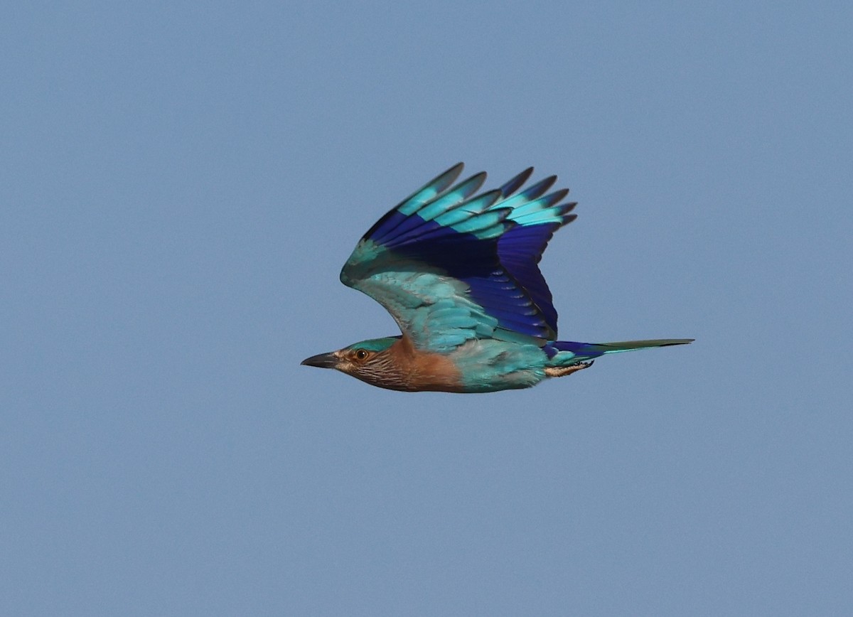 Indian Roller - ML646309450