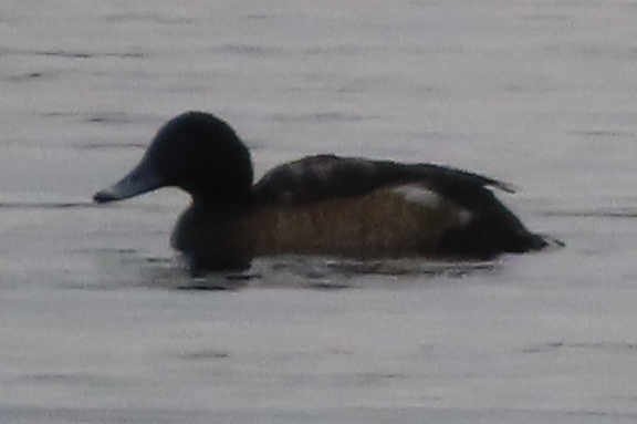 Lesser Scaup - ML646309453