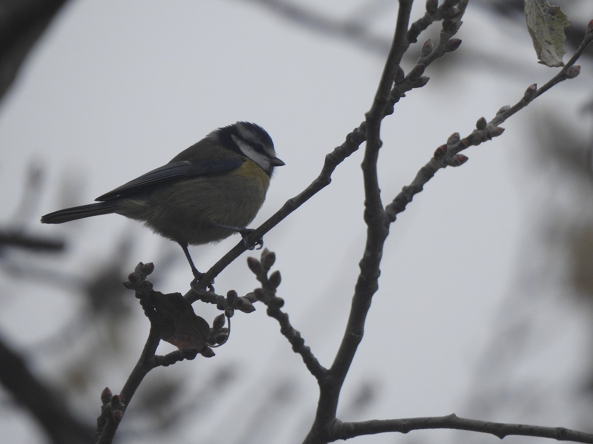 sýkora modřinka - ML646309457