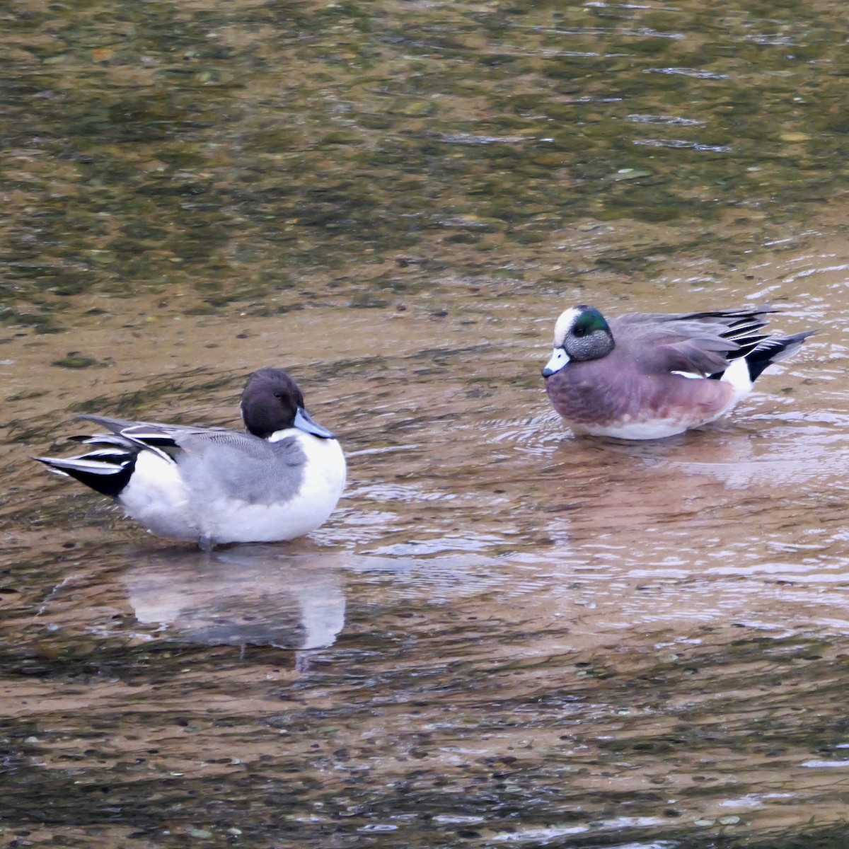 Northern Pintail - ML646309458