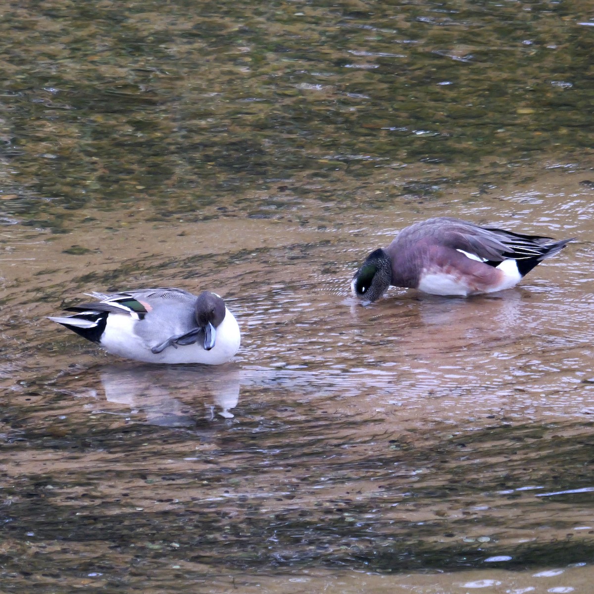 Northern Pintail - ML646309459