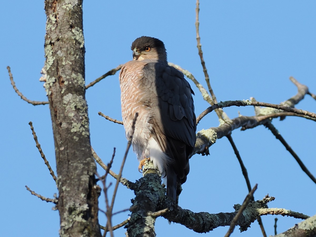 Cooper's Hawk - ML646309461