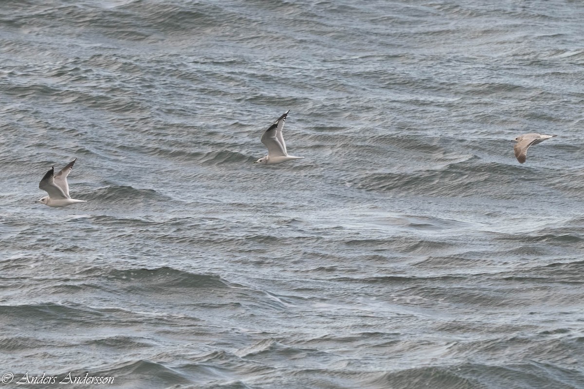 歐亞海鷗 - ML646309462