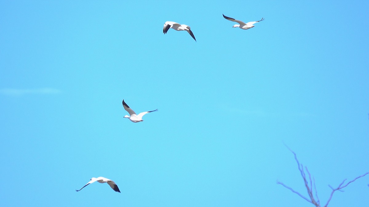 Гуска біла - ML646309463