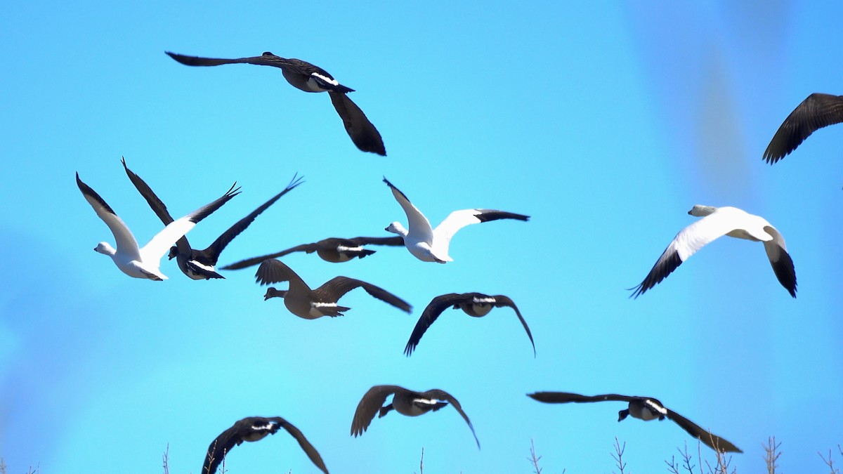 Гуска біла - ML646309464