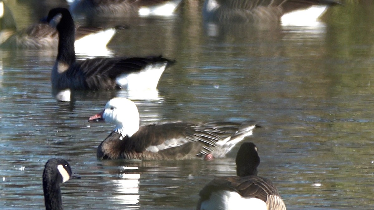 Гуска біла - ML646309465