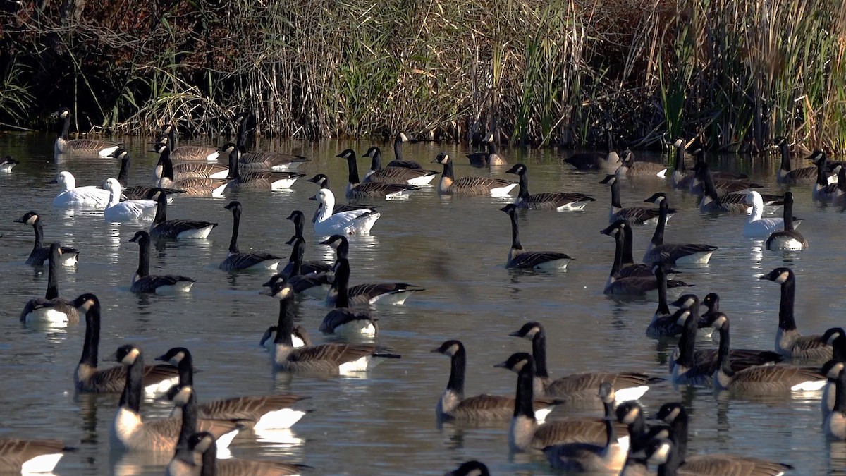 Гуска біла - ML646309466