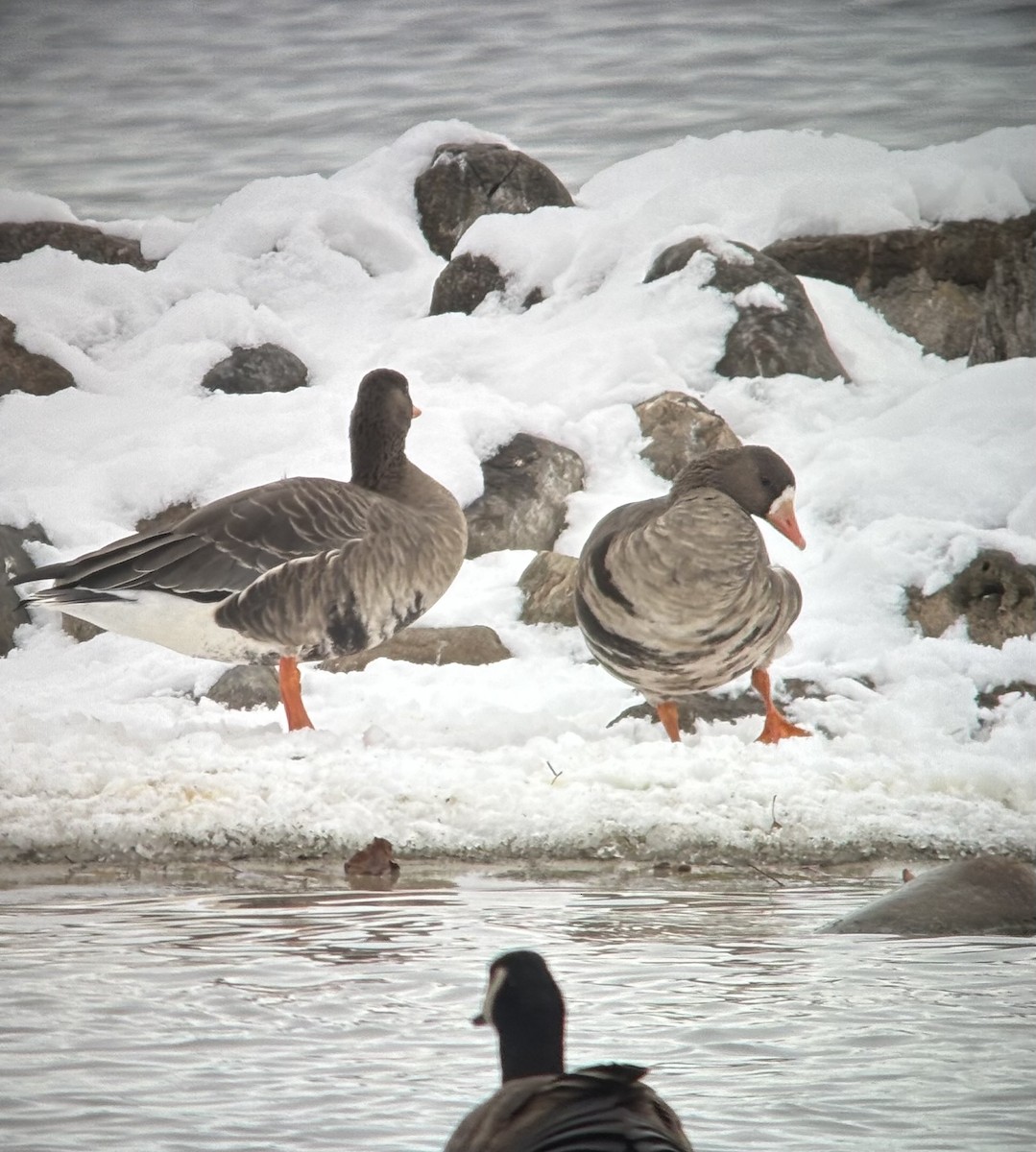 Greater White-fronted Goose - ML646309467
