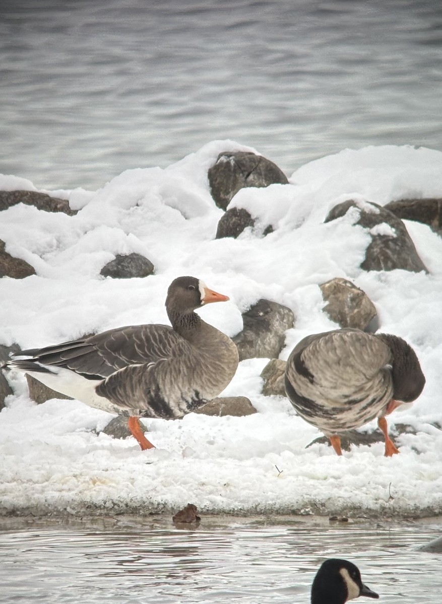 Greater White-fronted Goose - ML646309468