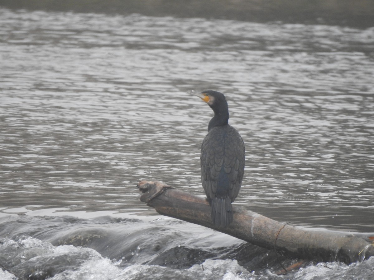 kormorán velký - ML646309469