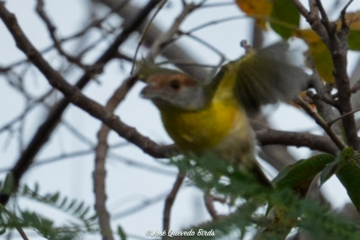 Rufous-browed Peppershrike - ML646309470