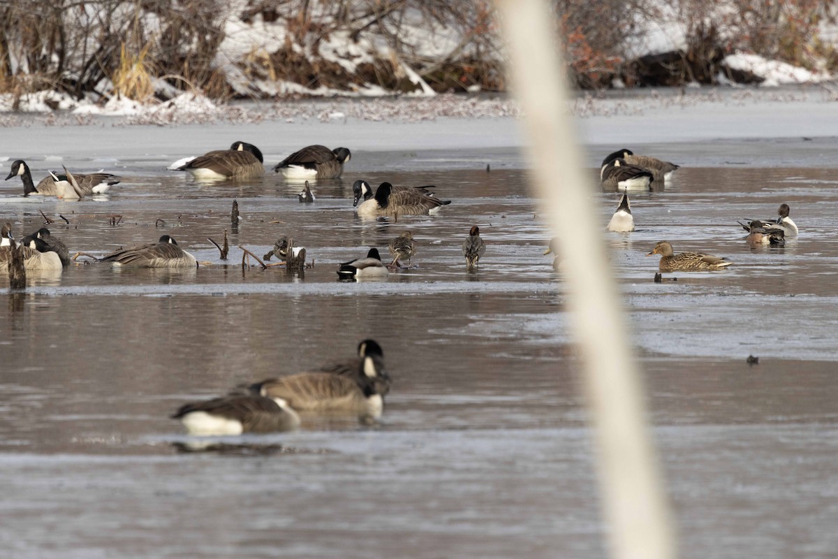 ostralka štíhlá - ML646309471